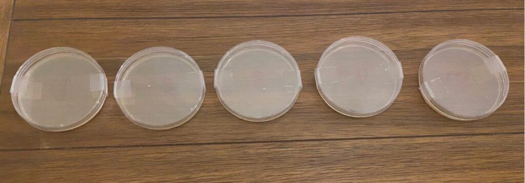 Petri dishes with bacterial growth comparing natural cleaners to store-bought.