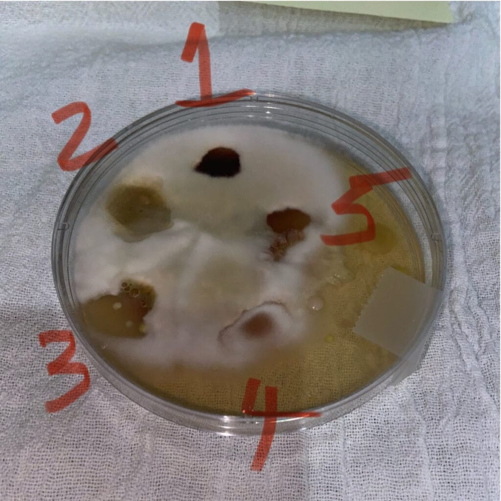 Store-bought and natural cleaners tested on mold growth
