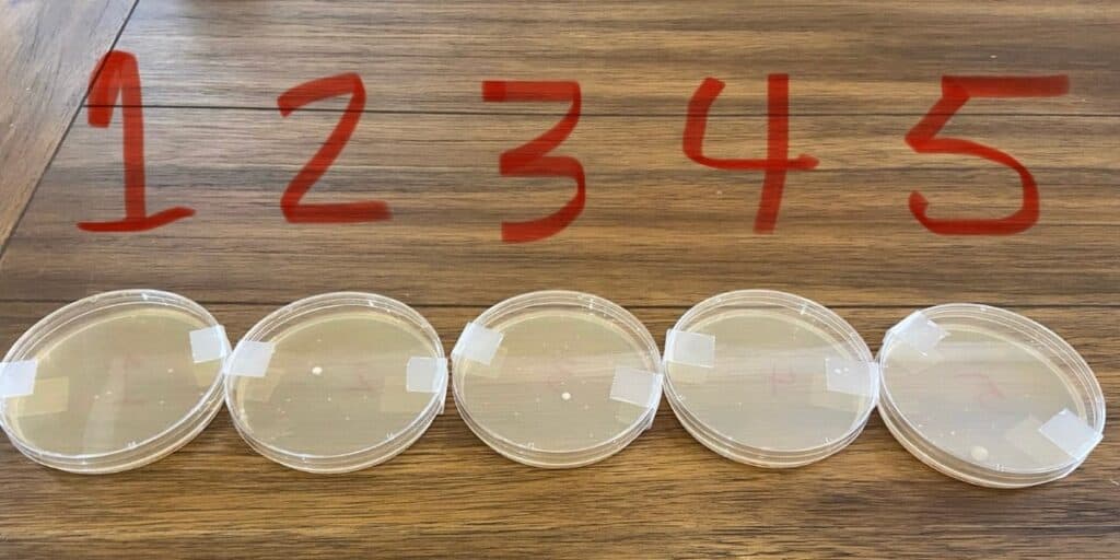 Petri dishes with bacterial growth comparing natural cleaners to store-bought.